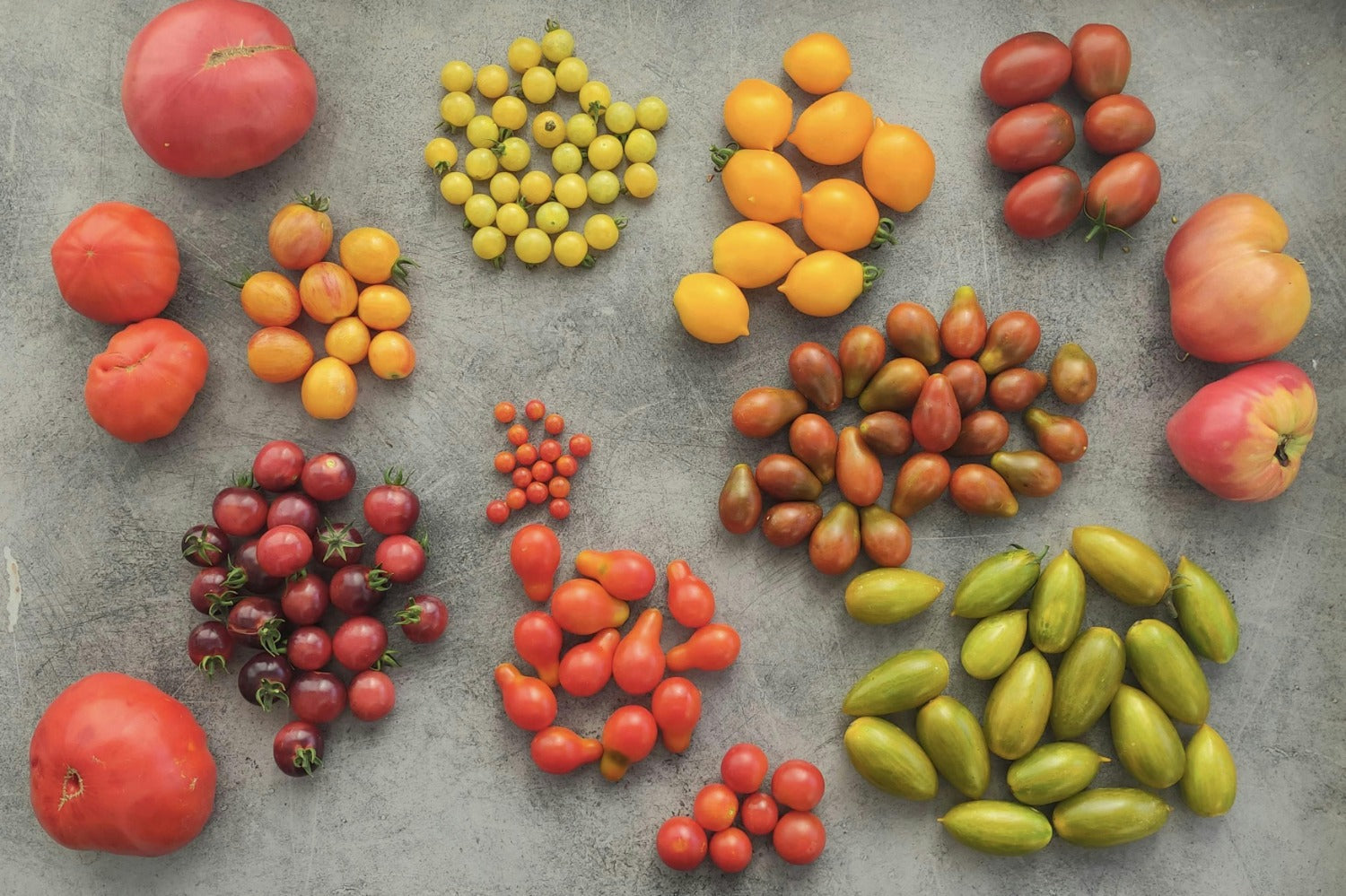 Variety of tomatoes and summer fruits displayed, perfect for the tomatengids enthusiasts.