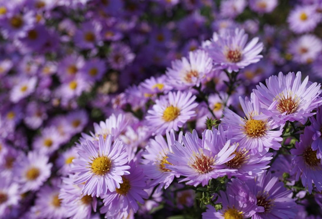 Prachtige paarse herfstbloeiers in volle bloei voor Tuinklusjes in September.
