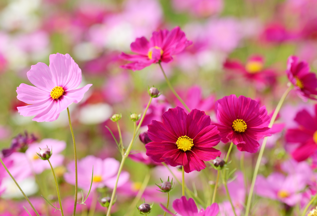 Bloeiende cosmea bloemen in diverse kleuren tijdens Het tuinseizoen in de late lente: kunnen we nog zaaien?