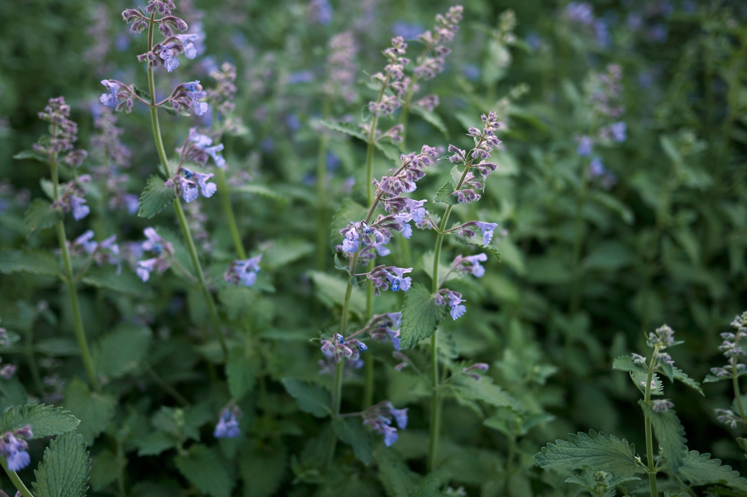 nepeta in de tuin