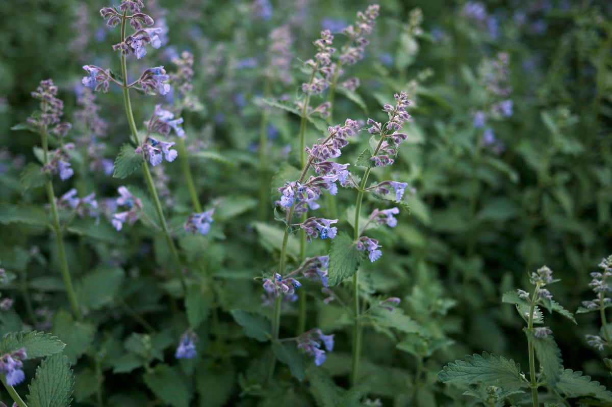 nepeta in de tuin