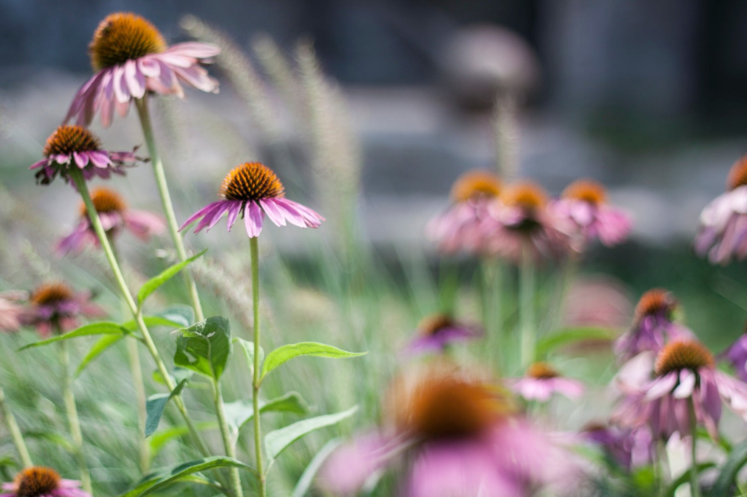 echinacea of zonnehoed in de tuin