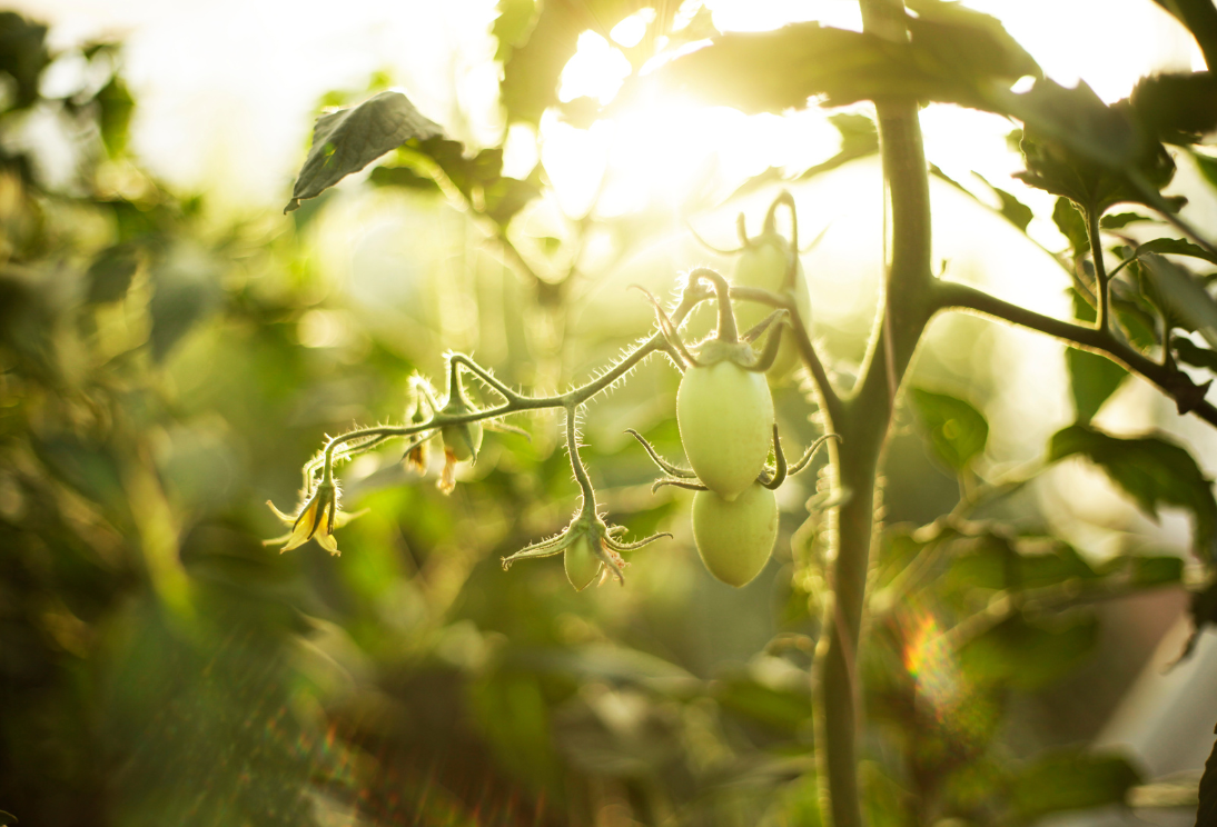 Tomatenplant