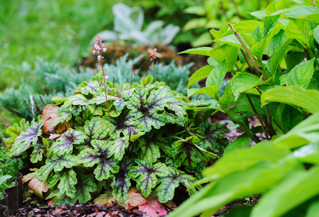 Plantenborder met weelderige groene bladeren en kleurrijke hemerocallis in een tuinomgeving.