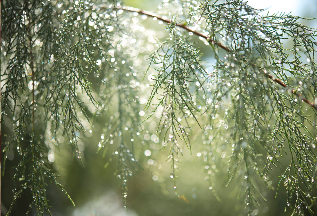 Druppels op groene takken, het weer beïnvloedt de tuin en de planten in deze vochtige omgeving.