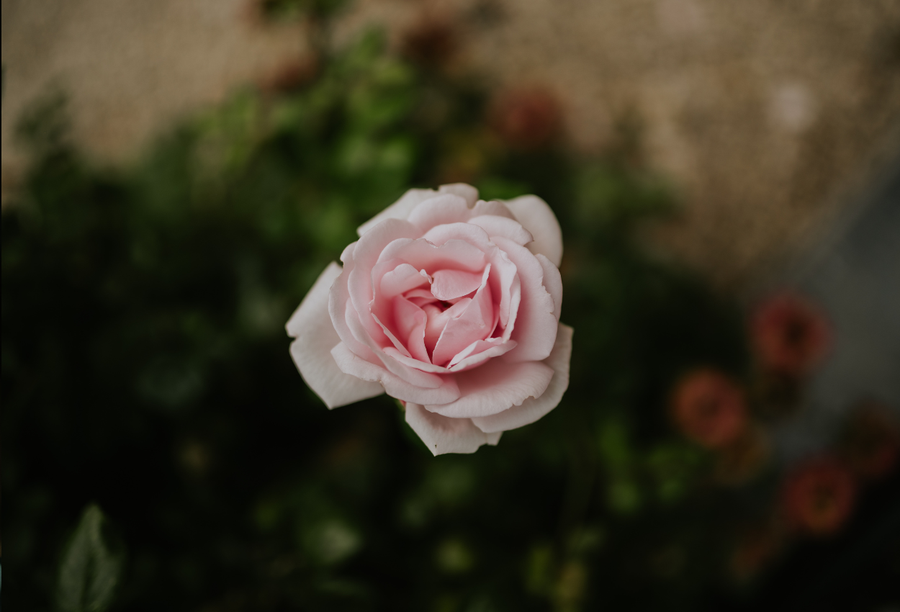 Onze volledige rozengids: alles over de geurigste bloem