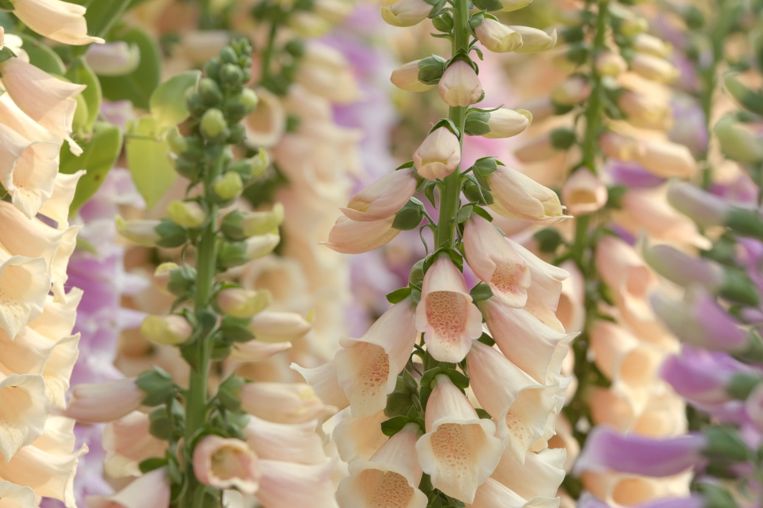tweejarigen zoals digitalis zaaien in de tuin