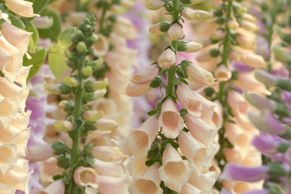 tweejarigen zoals digitalis zaaien in de tuin