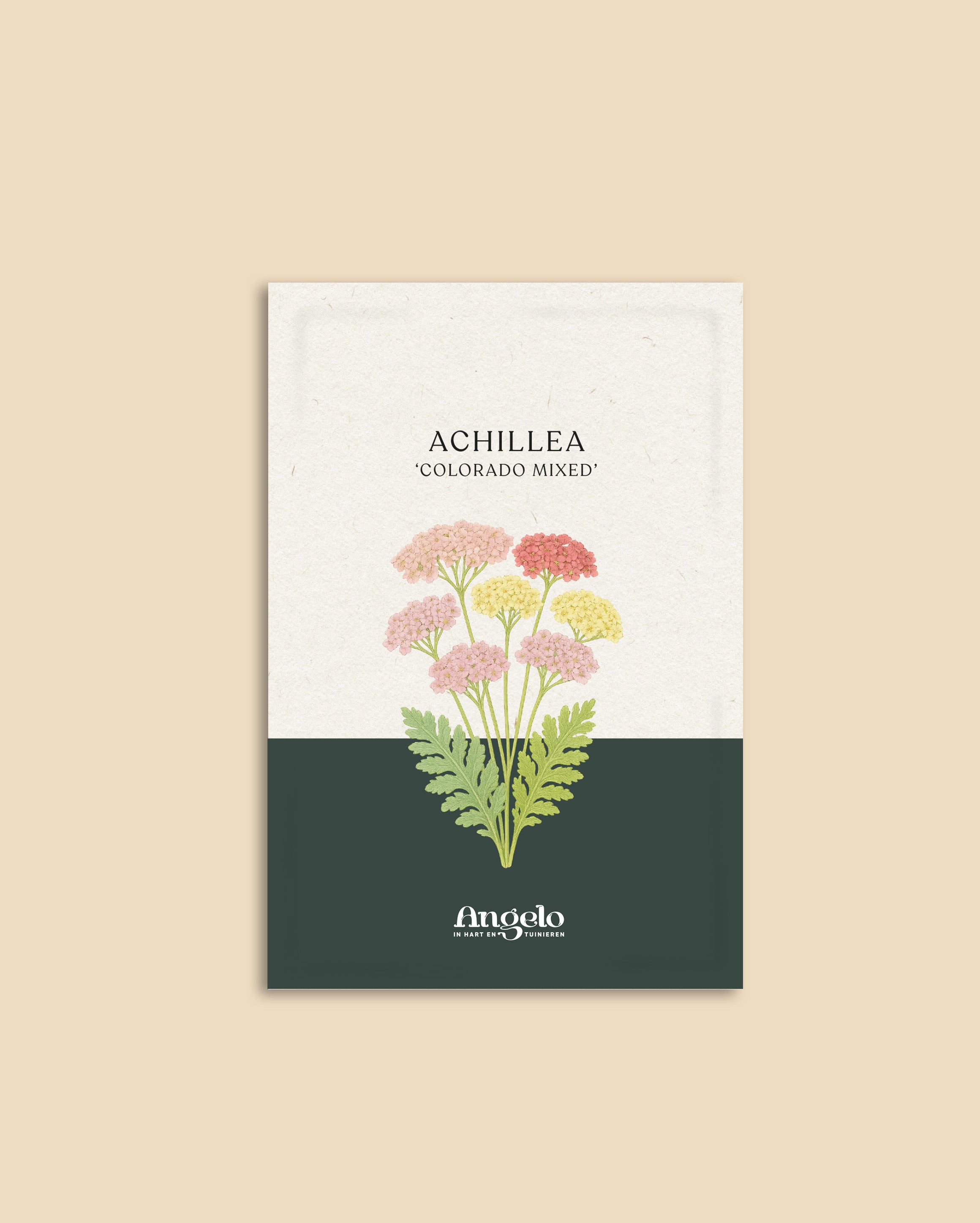 Achillea millefolium 'colorado mixture'-Angelo