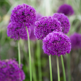 Allium 'Purple Sensation'-Angelo