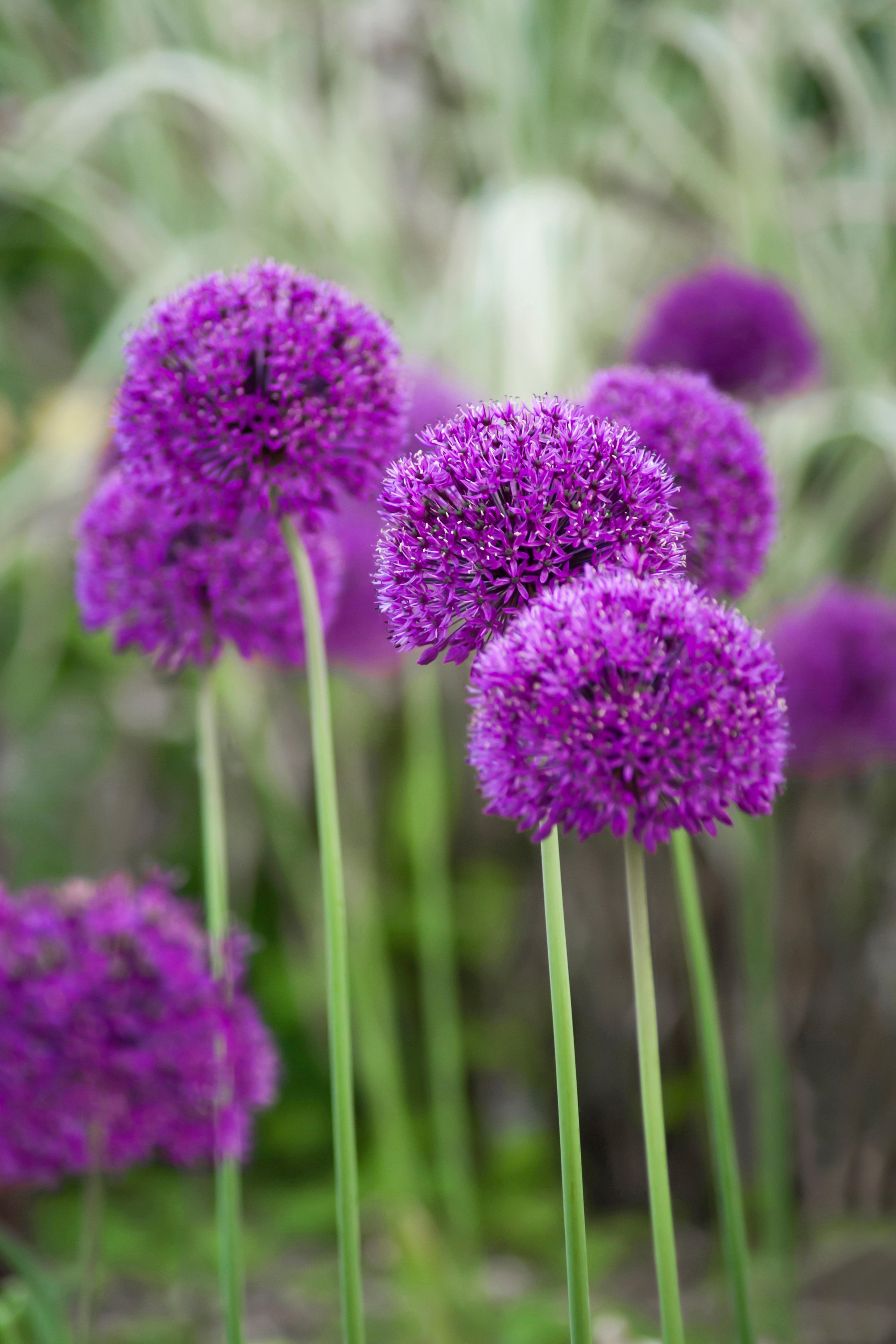 Allium 'Purple Sensation'-Angelo