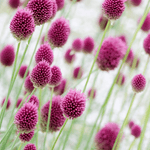 Allium sphaerocephalon-Angelo