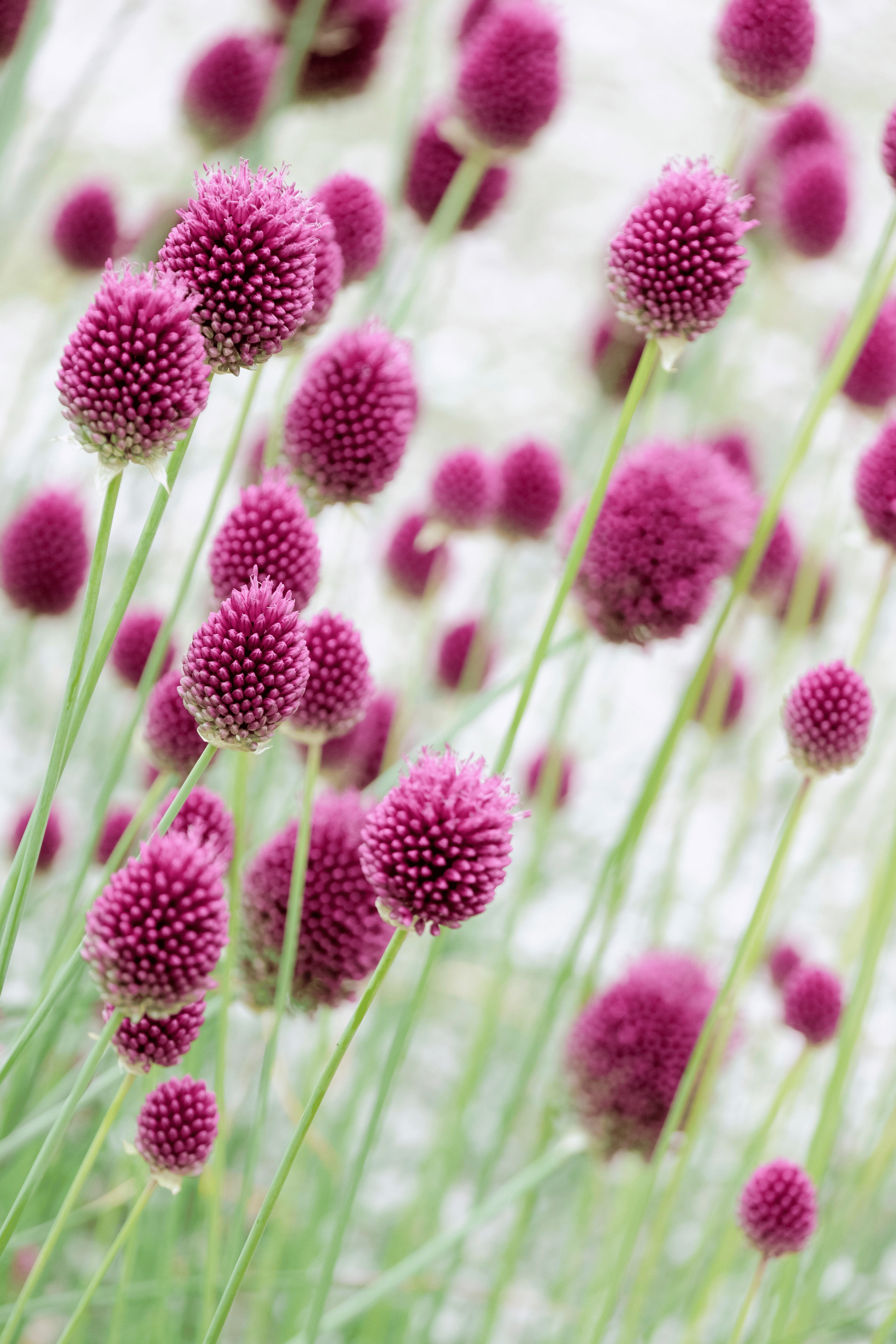 Allium sphaerocephalon-Angelo