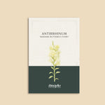 Antirrhinum majus 'madame butterfly ivory'-Angelo
