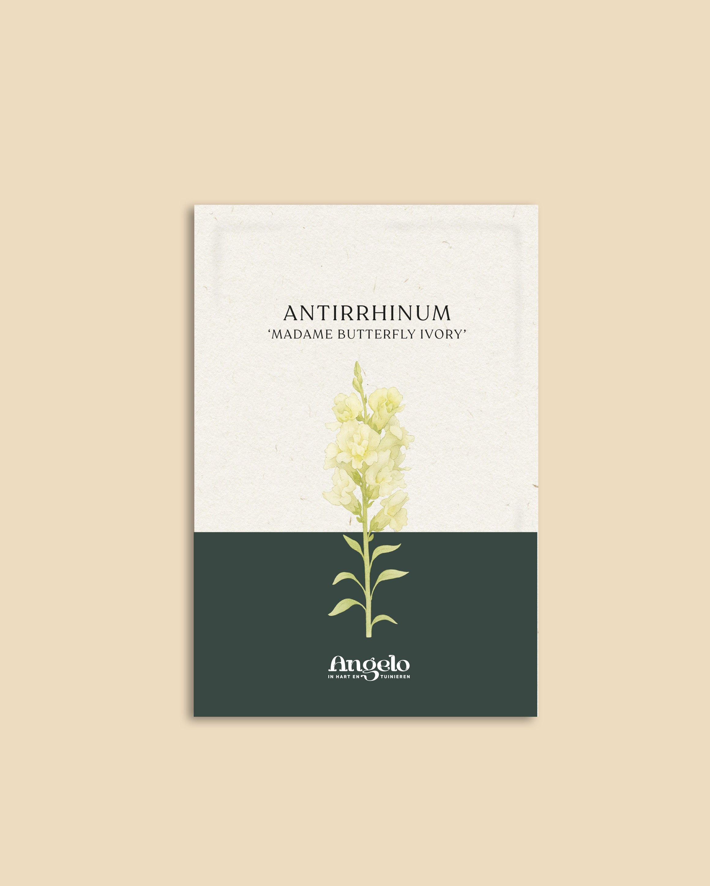 Antirrhinum majus 'madame butterfly ivory'-Angelo