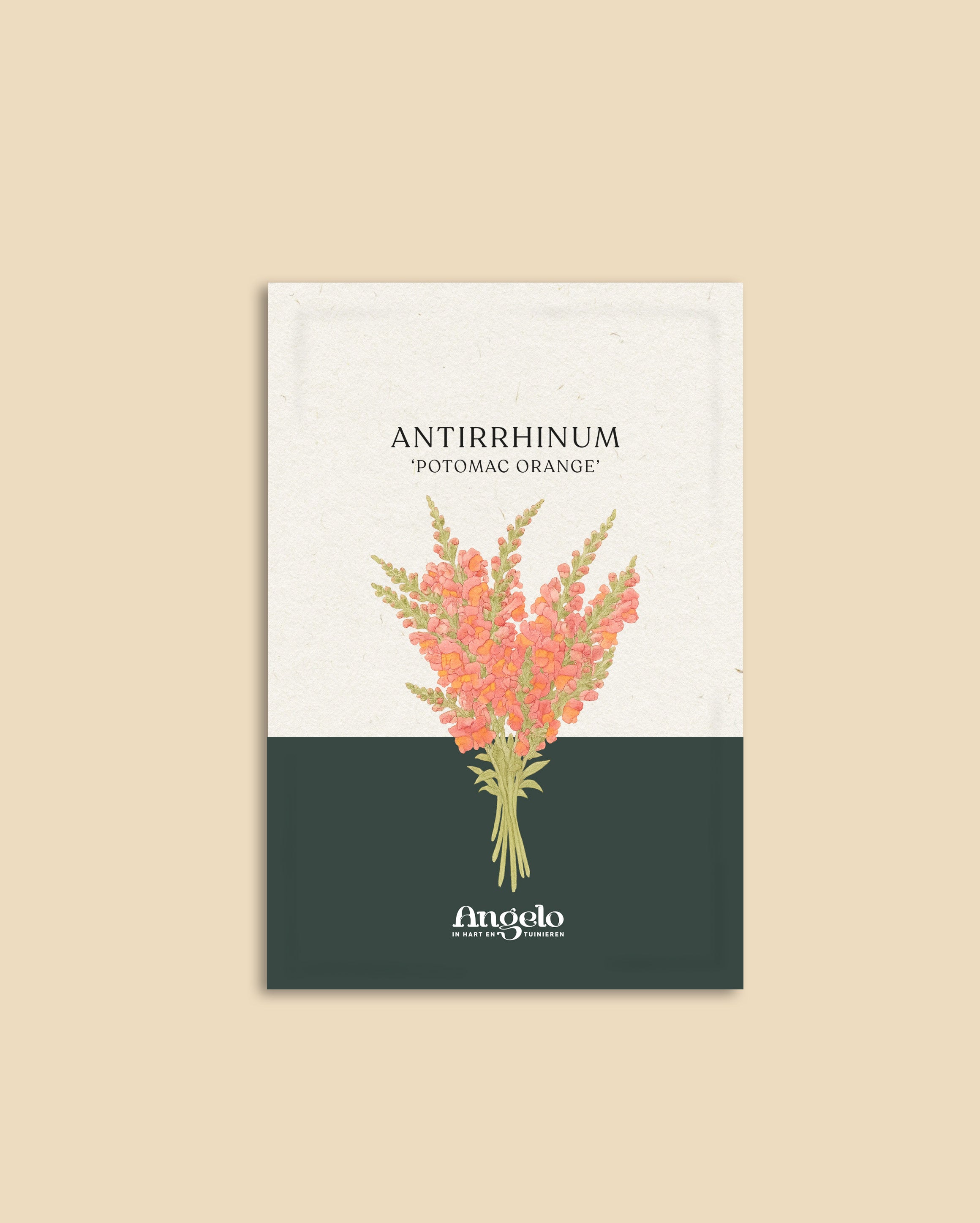 Antirrhinum majus 'potomac orange'-Angelo