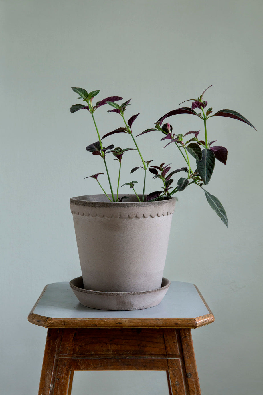 Pot Helena