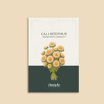 Callistephus chinensis 'matsumoto apricot'-Angelo