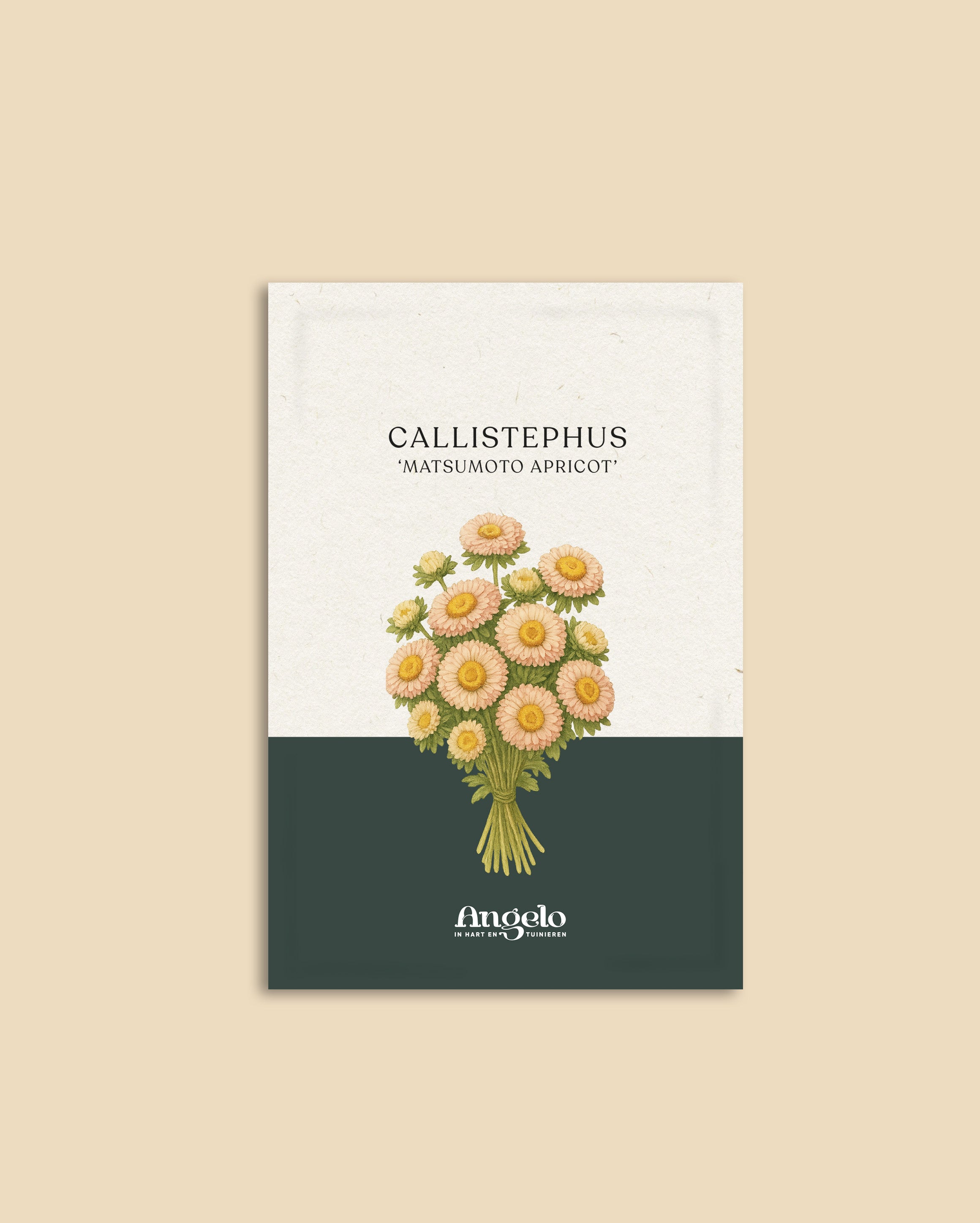 Callistephus chinensis 'matsumoto apricot'-Angelo