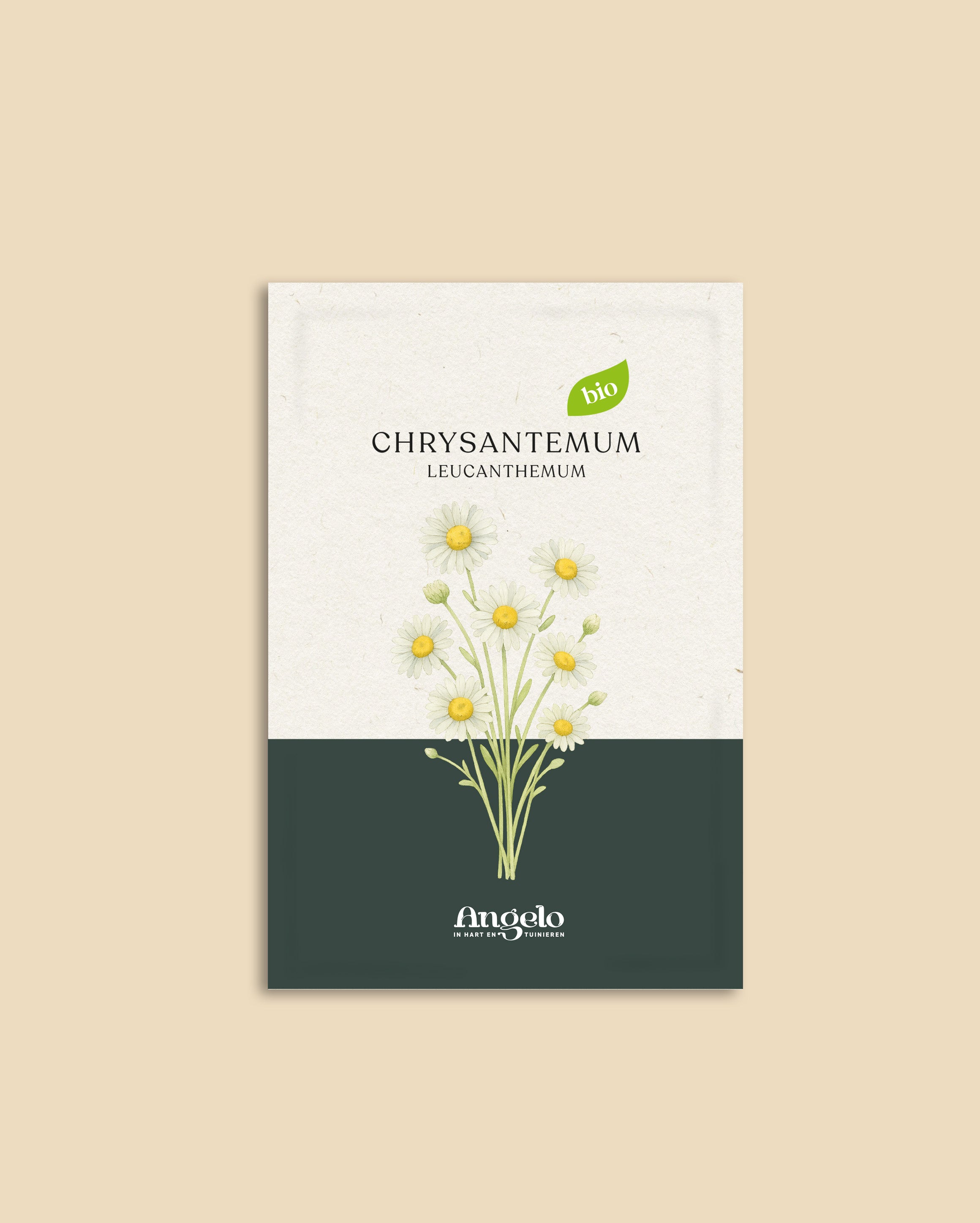 Chrysantemum leucanthemum-Angelo