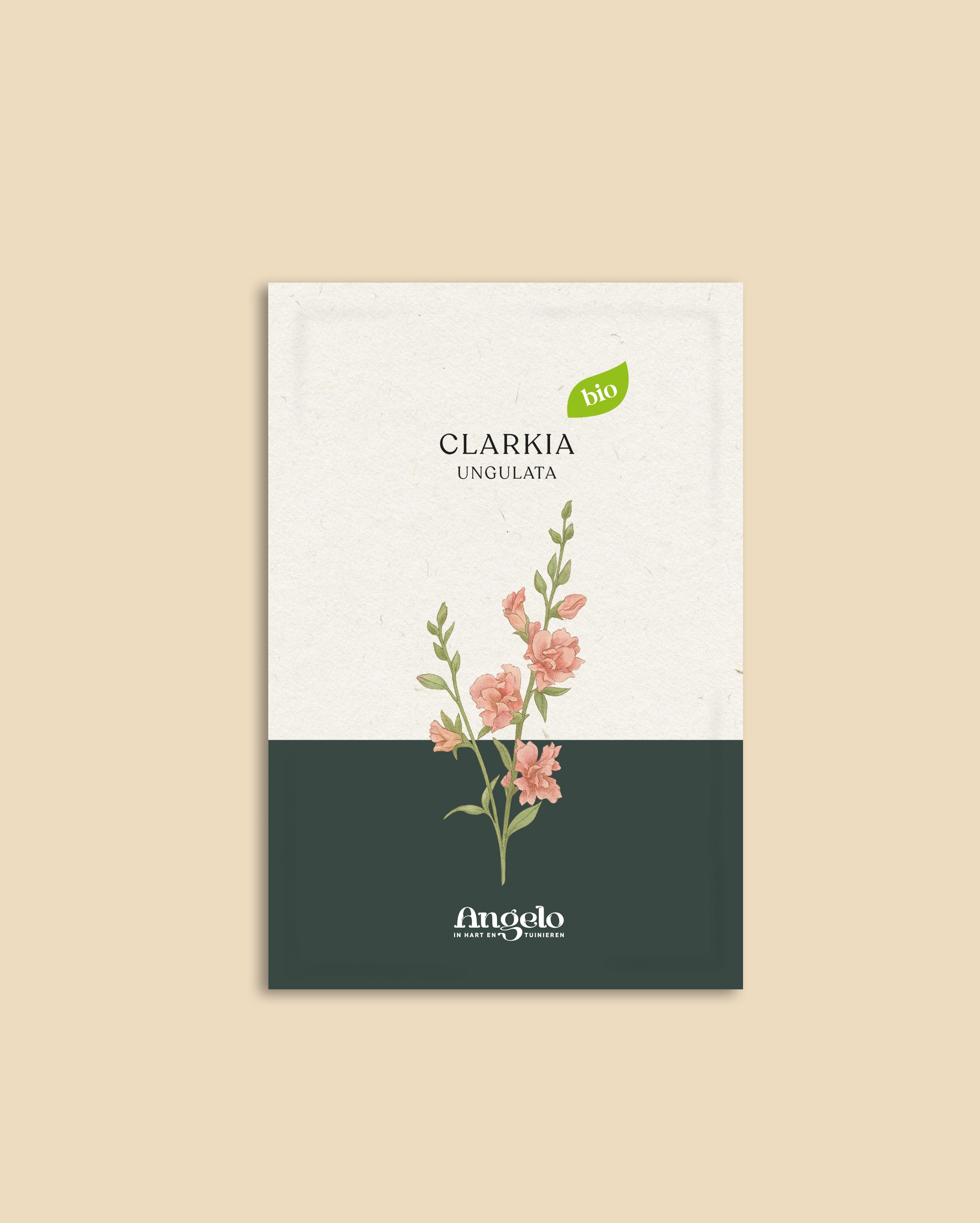 Clarkia ungulata-Angelo