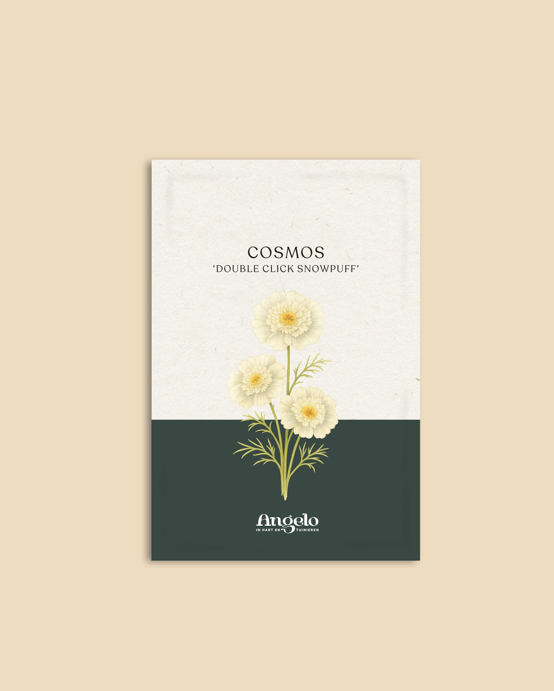 Cosmos bipinnatus 'Double Click Snowpuff'-Angelo