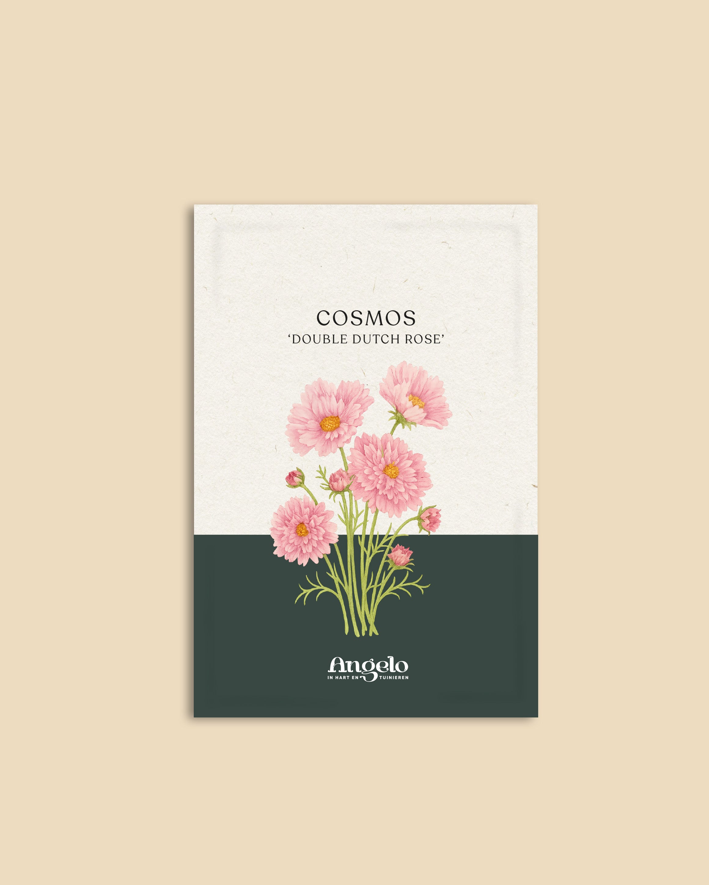 Cosmos bipinnatus 'double dutch rose'-Angelo
