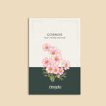 Cosmos bipinnatus 'fizzy rose picotee'-Angelo