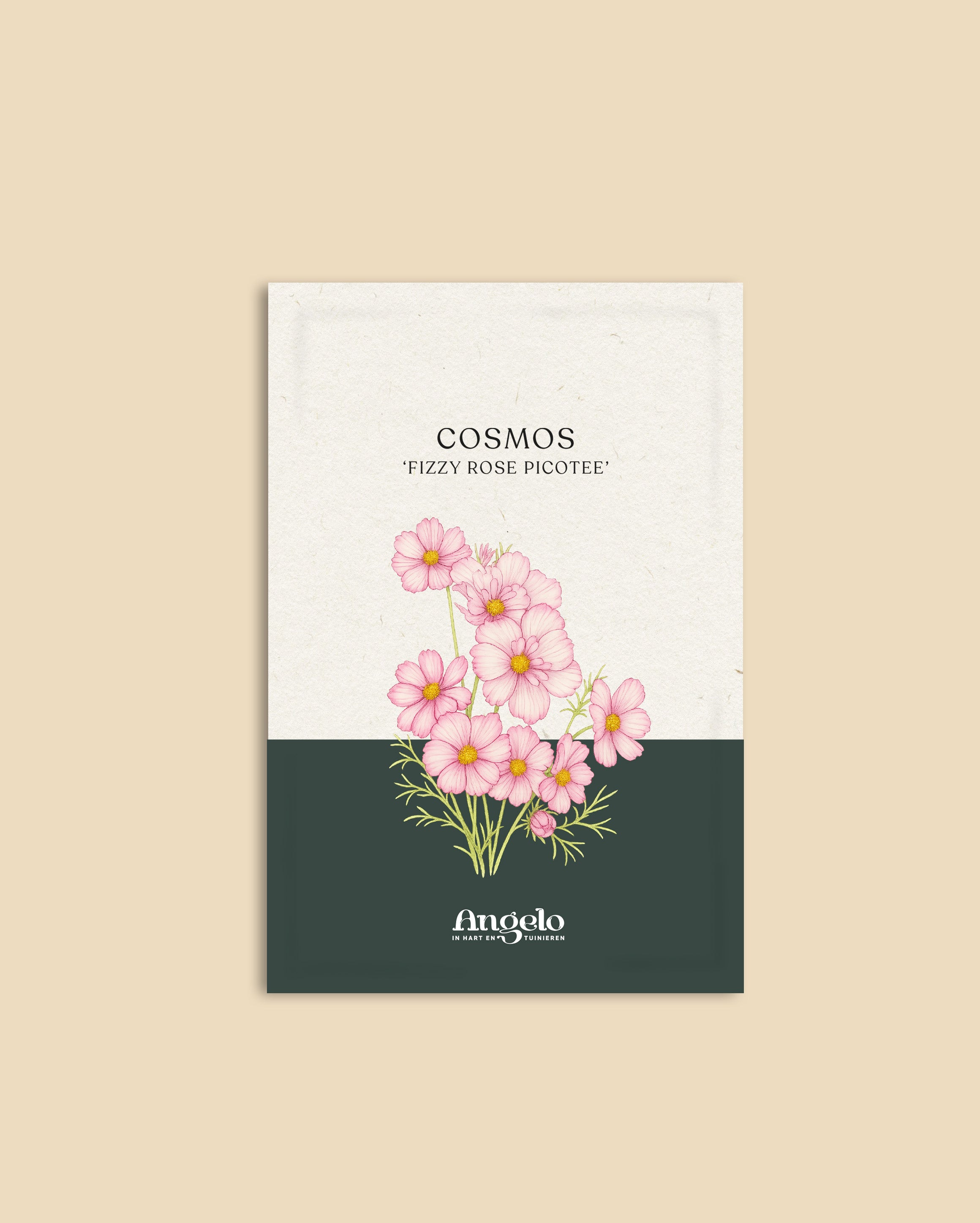 Cosmos bipinnatus 'fizzy rose picotee'-Angelo