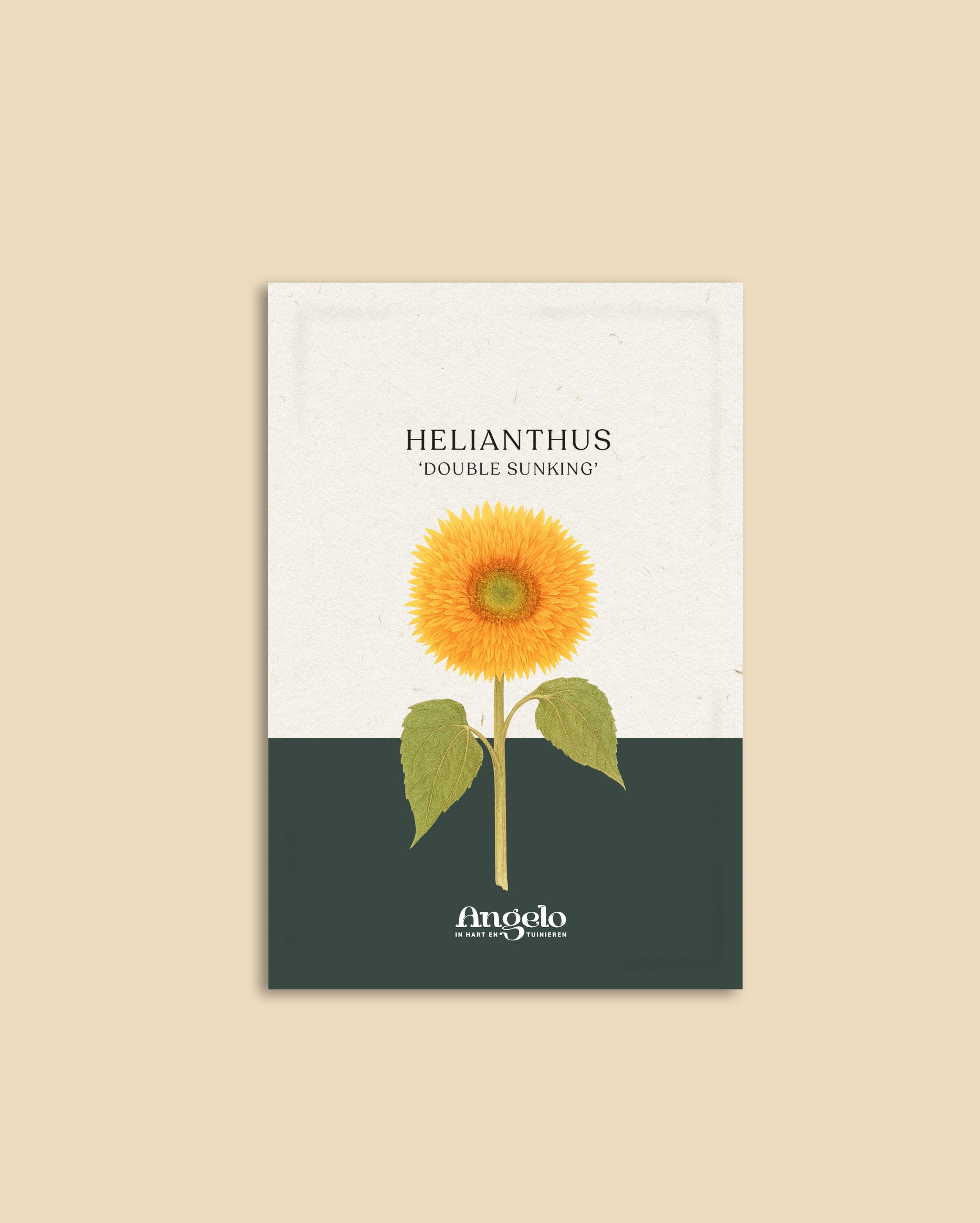 Helianthus annuus 'double sunking'-Angelo