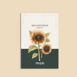 Helianthus annuus 'Marley'-Angelo