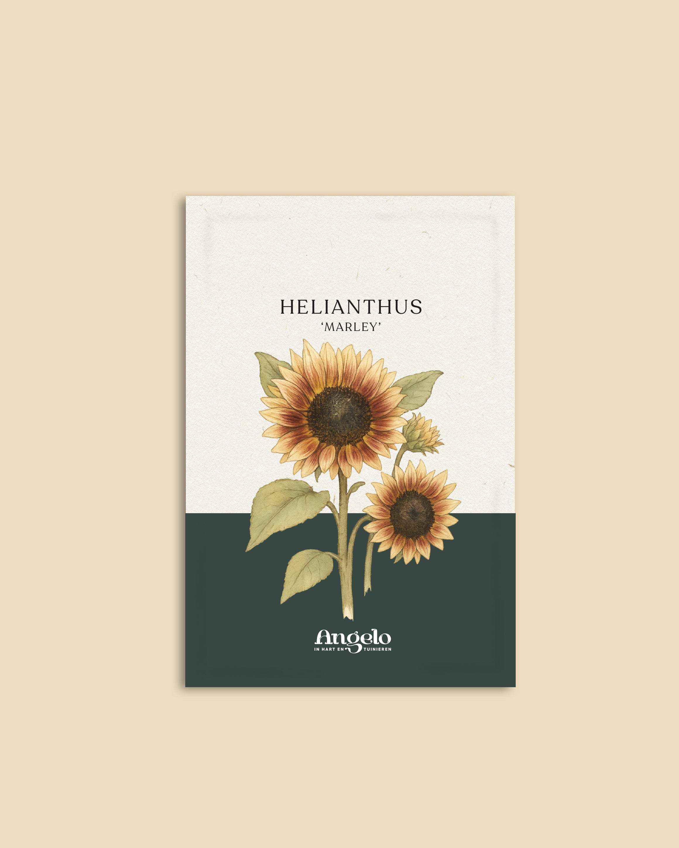 Helianthus annuus 'Marley'-Angelo