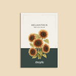 Helianthus annuus 'pro cut plum'-Angelo