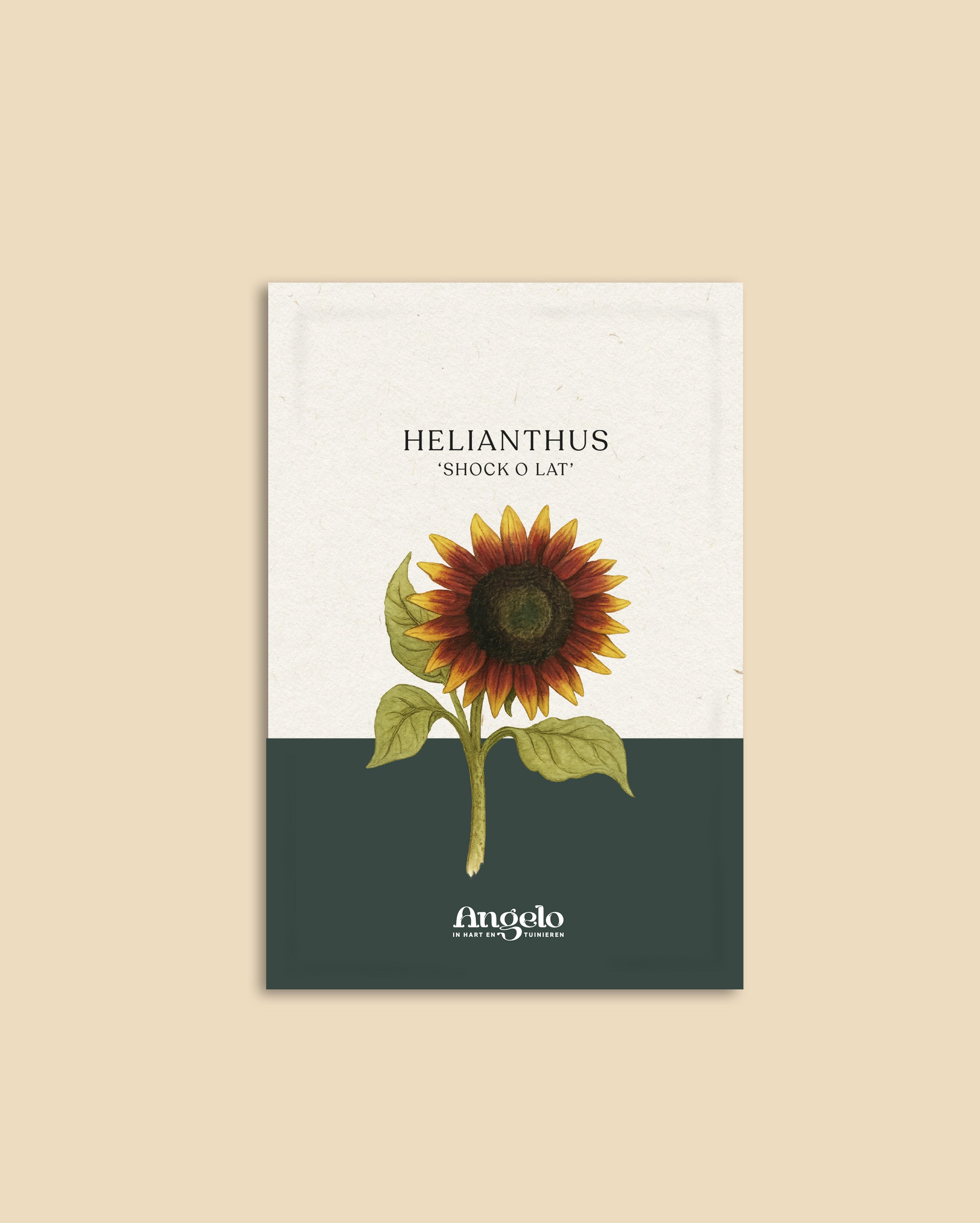 Helianthus annuus 'Shock O Lat'-Angelo