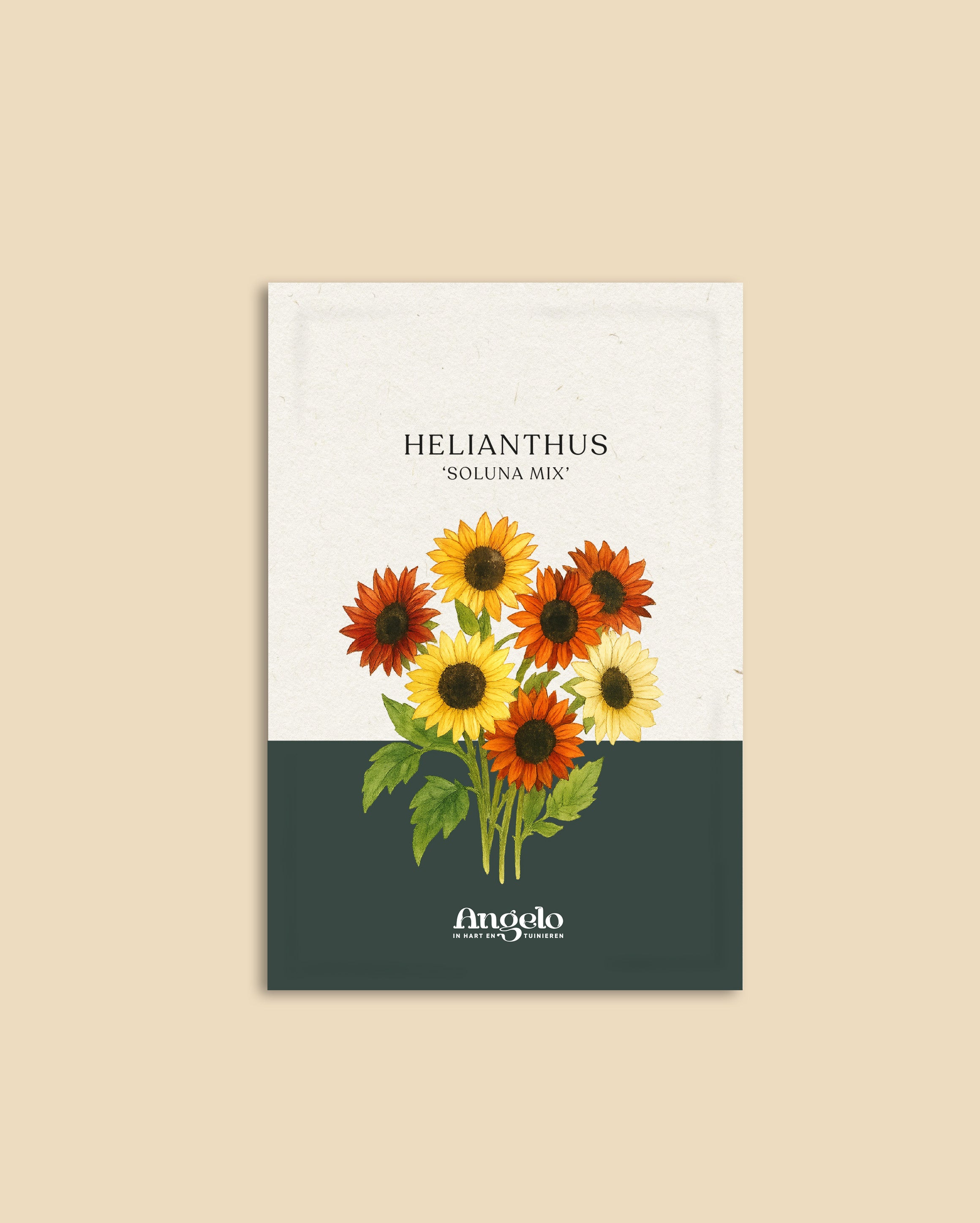 Helianthus debilis 'soluna mix'-Angelo