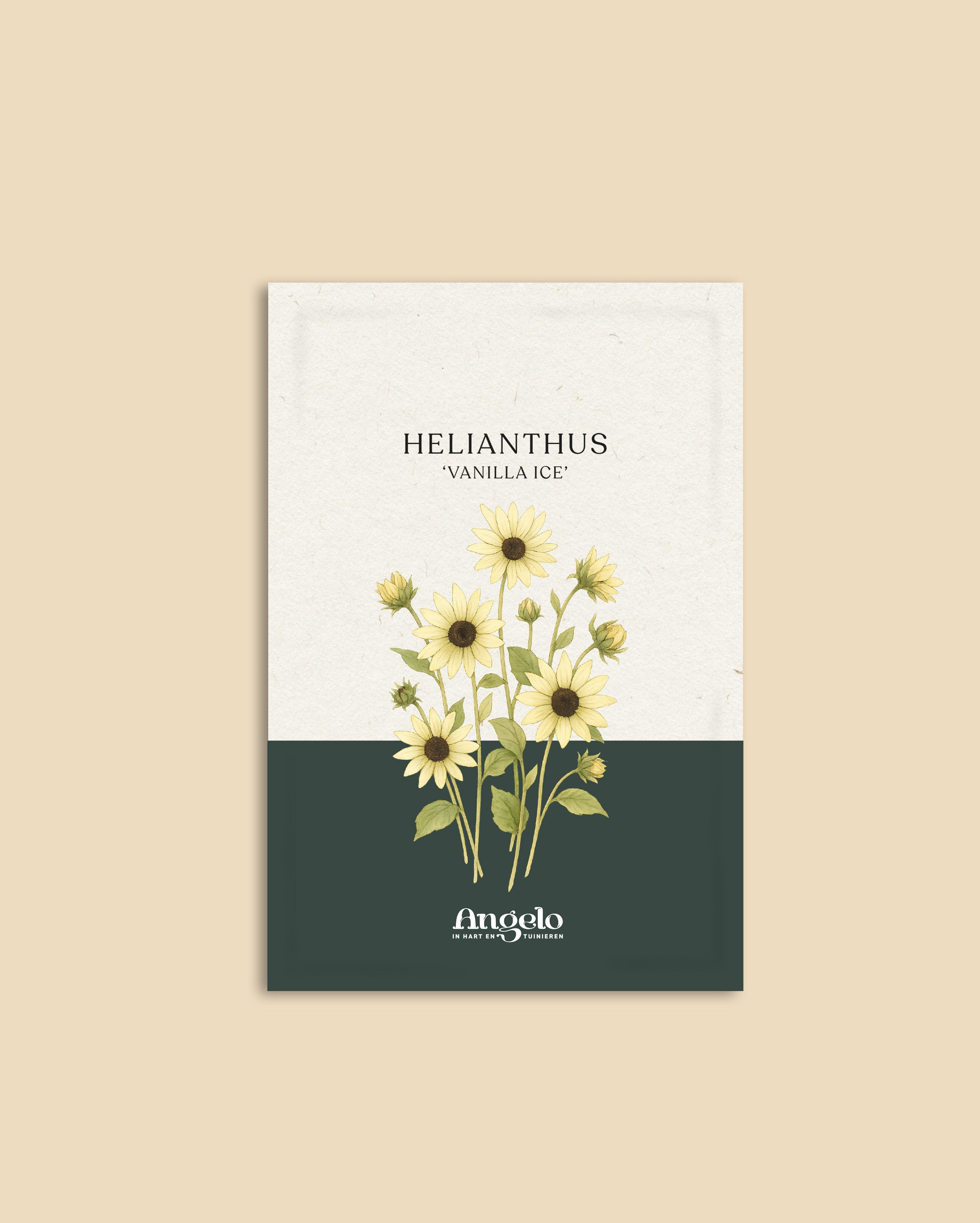 Helianthus annuus 'Vanilla Ice'-Angelo