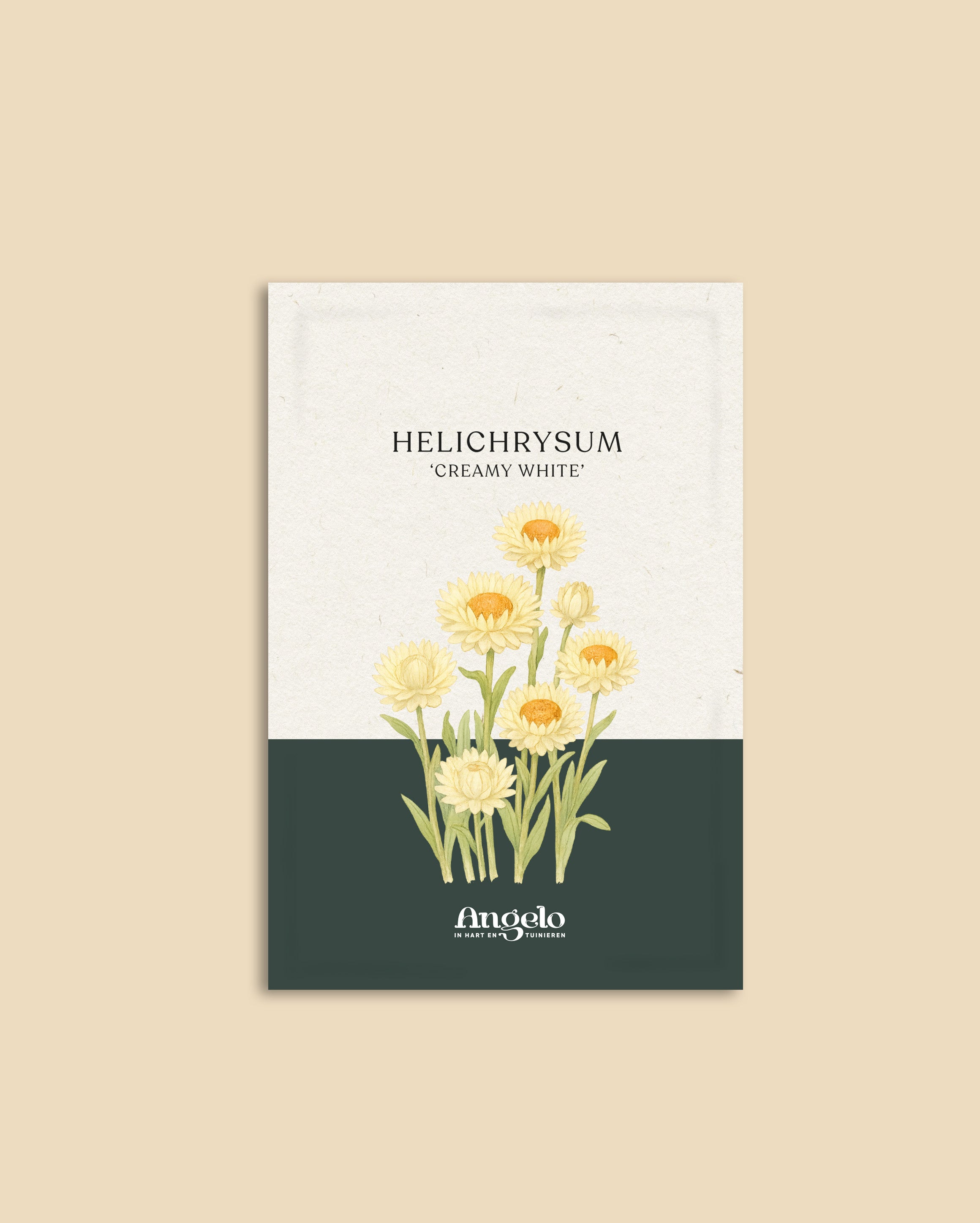 Helichrysum bracteatum 'Creamy White'-Angelo