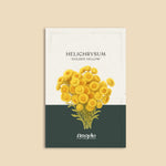 Helichrysum bracteatum 'Golden Yellow'-Angelo