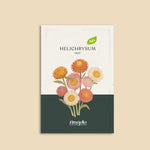 Helichrysum bracteatum 'mix'-Angelo