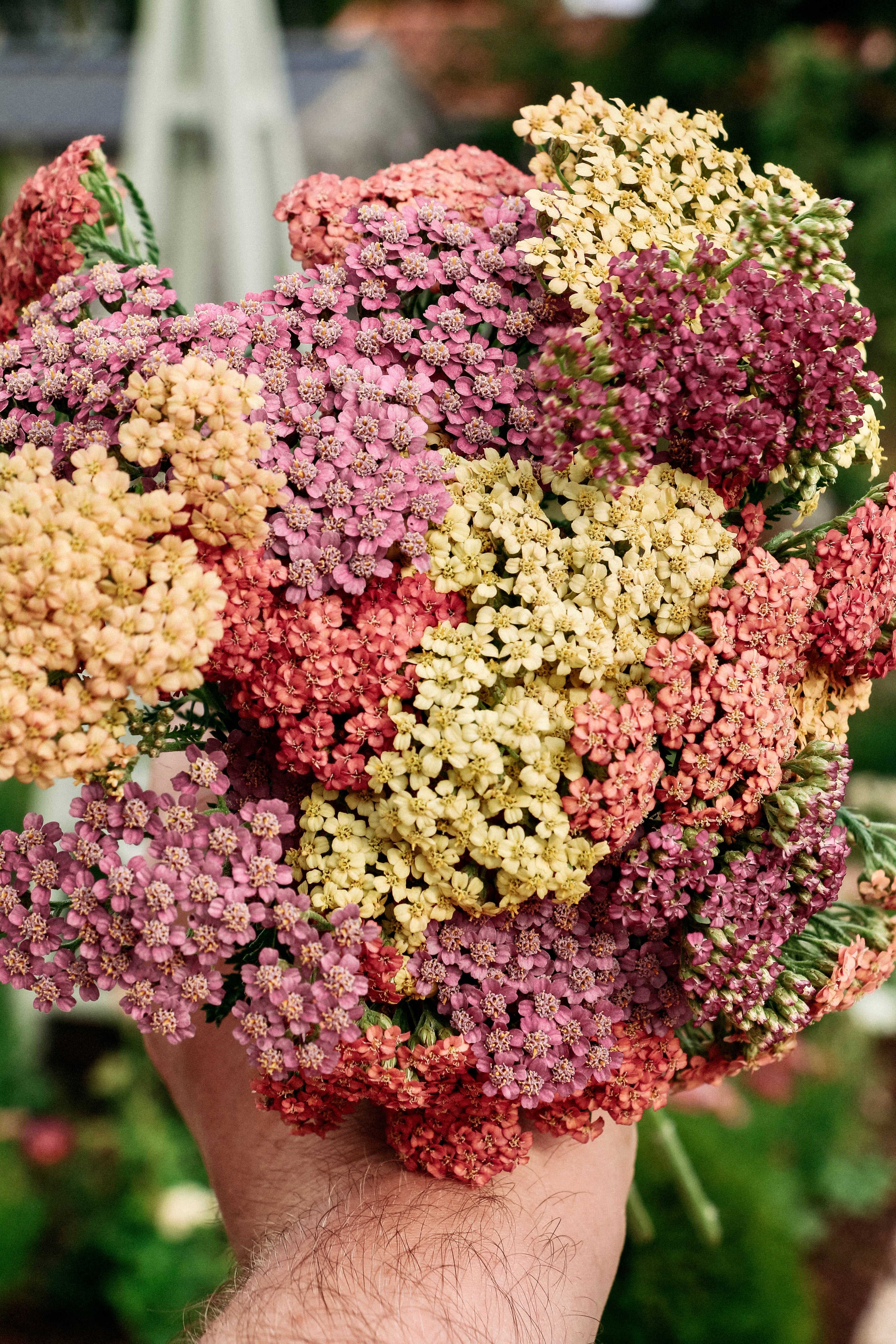 Achillea millefolium &