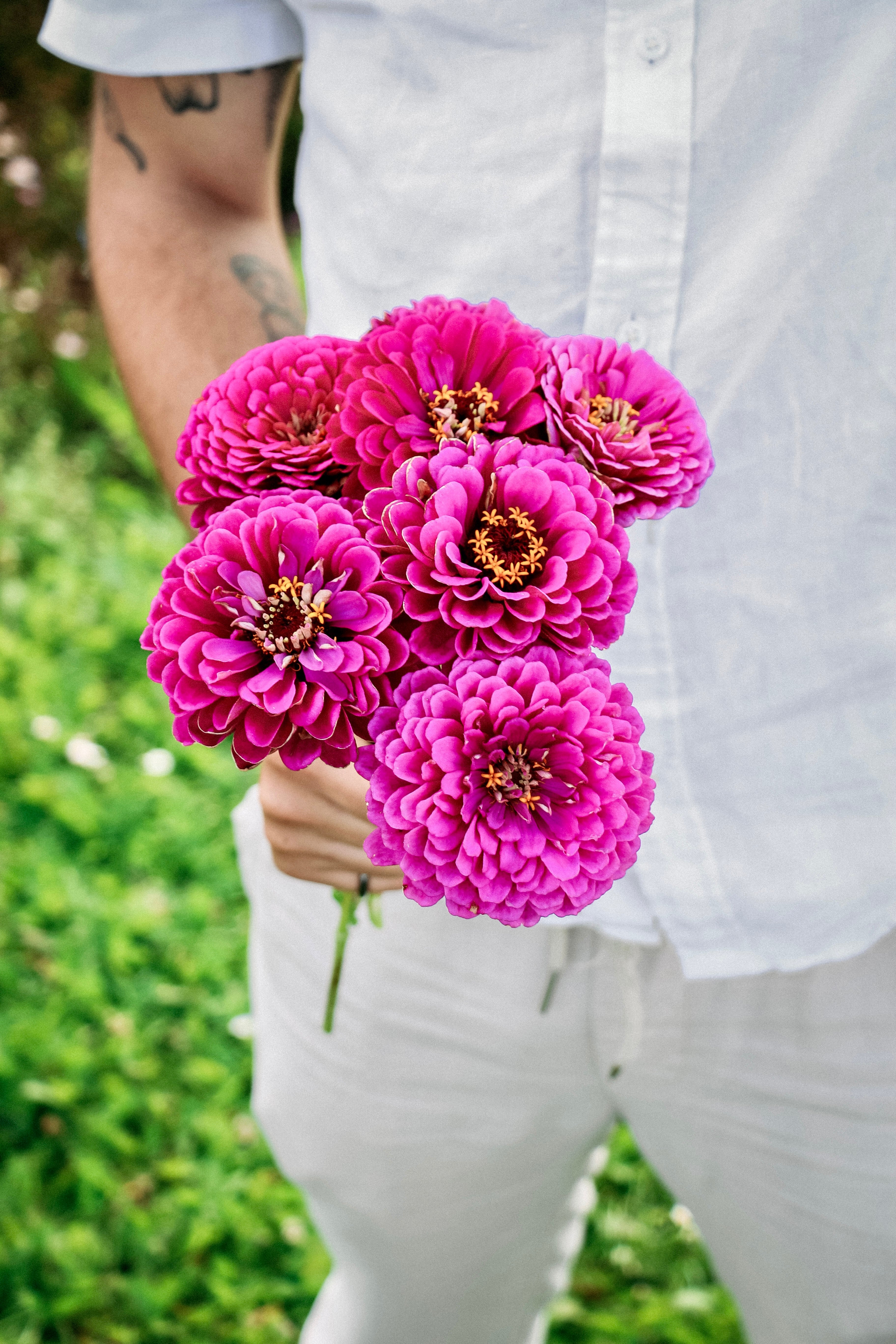 Zinnia elegans &