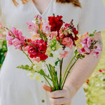 Antirrhinum majus 'mix'-Angelo