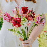 Antirrhinum majus 'mix'-Angelo