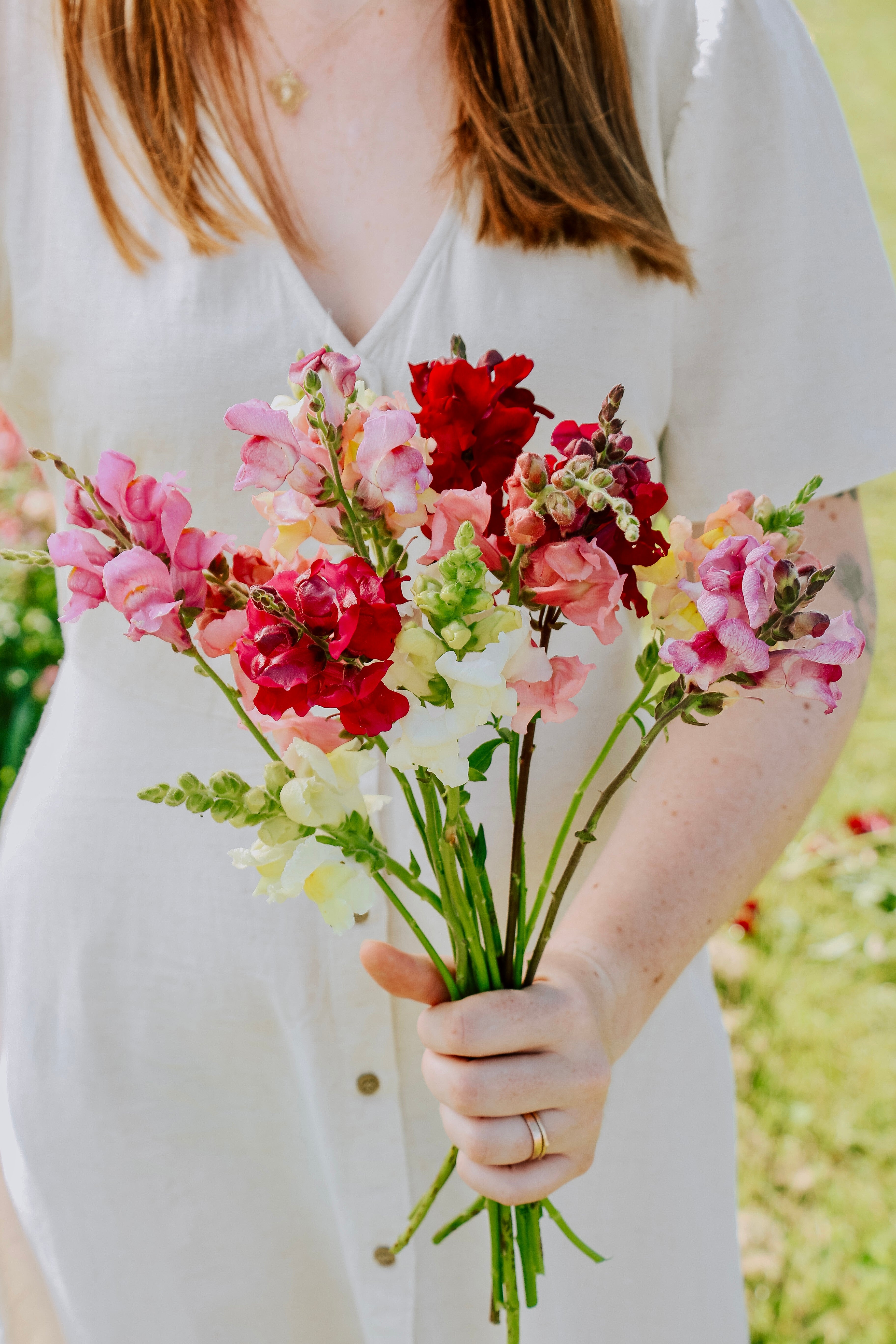 Antirrhinum majus 'mix'-Angelo