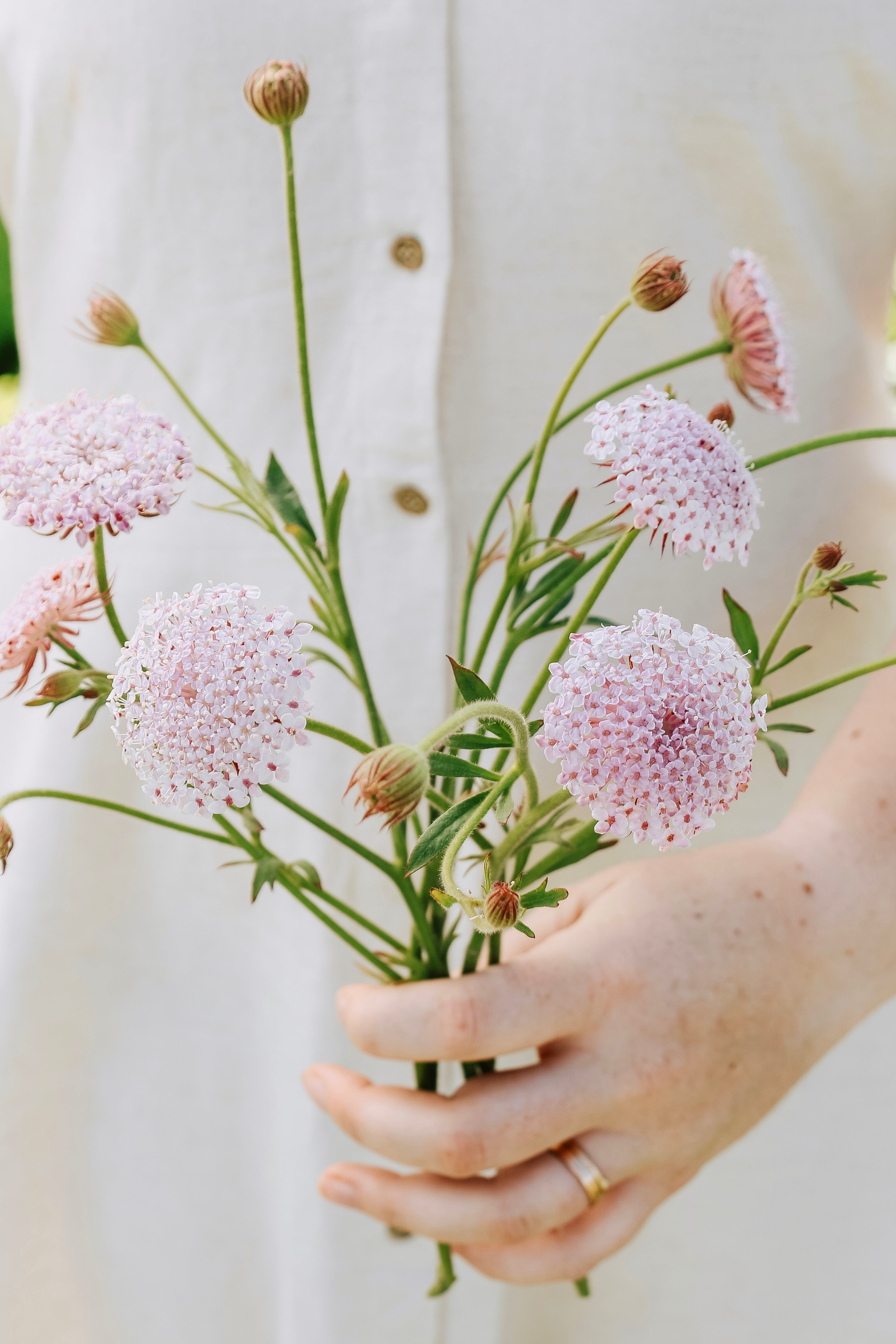 Didiscus caeruleus 'lace pink'-Angelo
