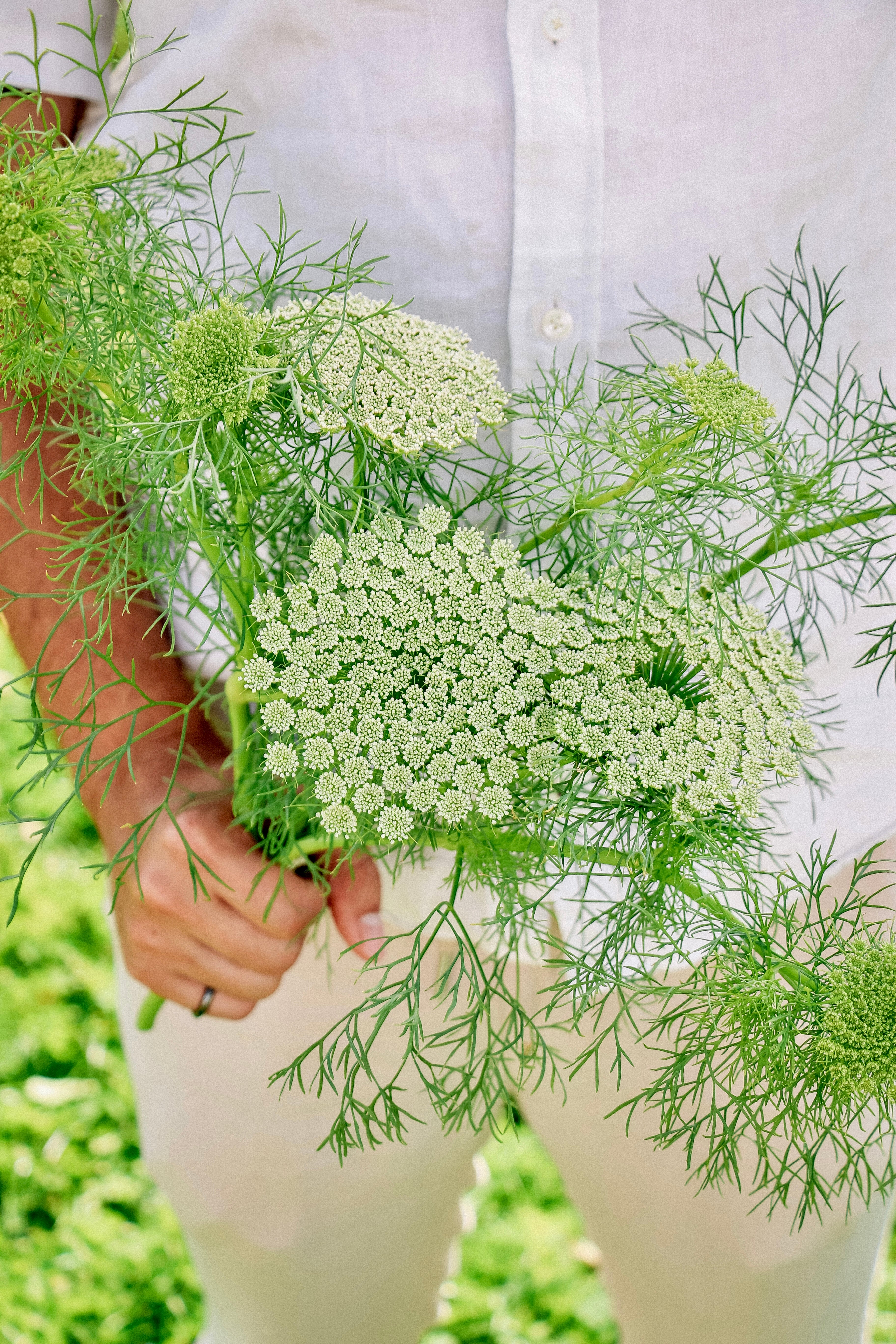 Ammi majus &