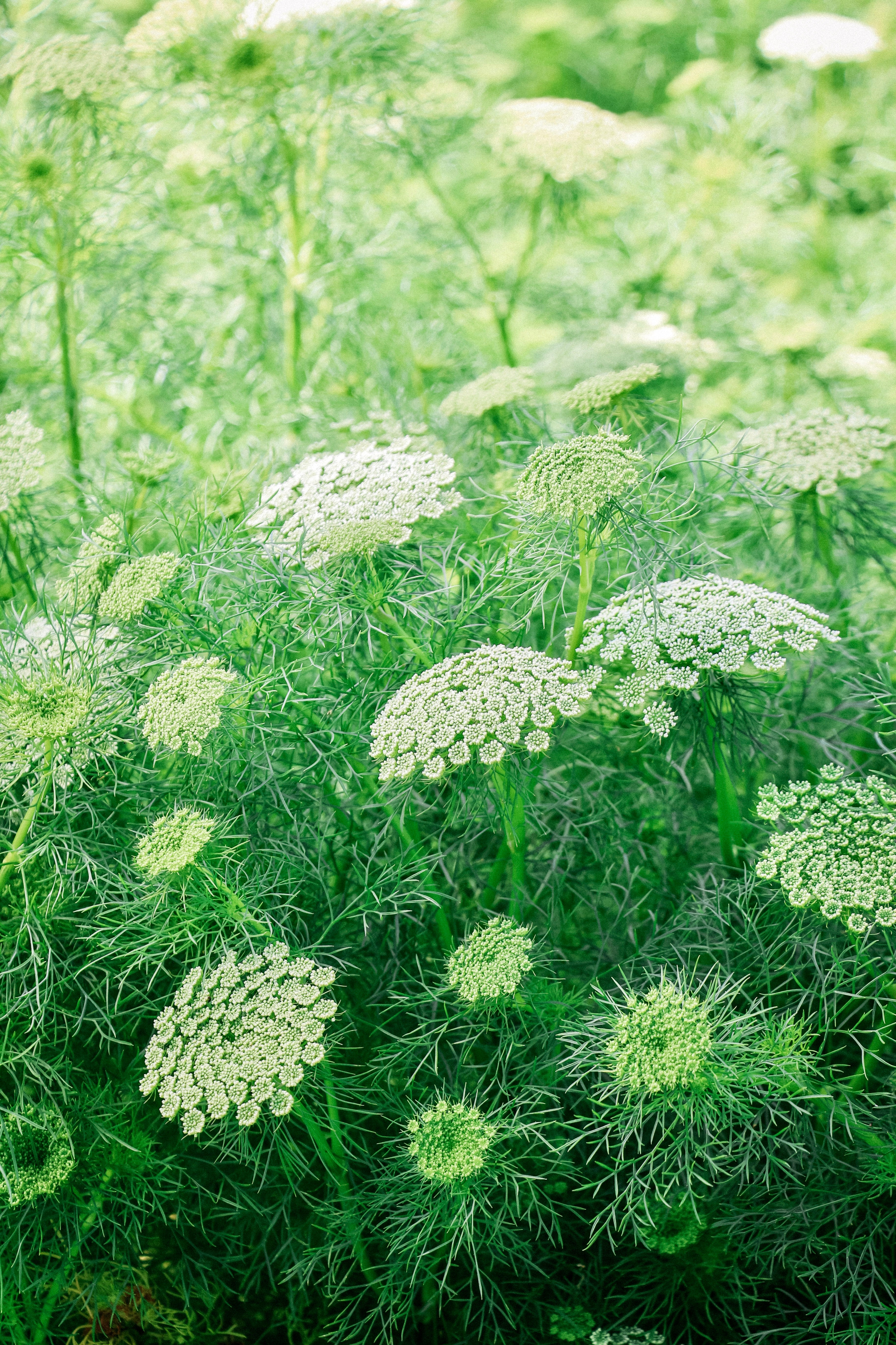 Ammi majus &