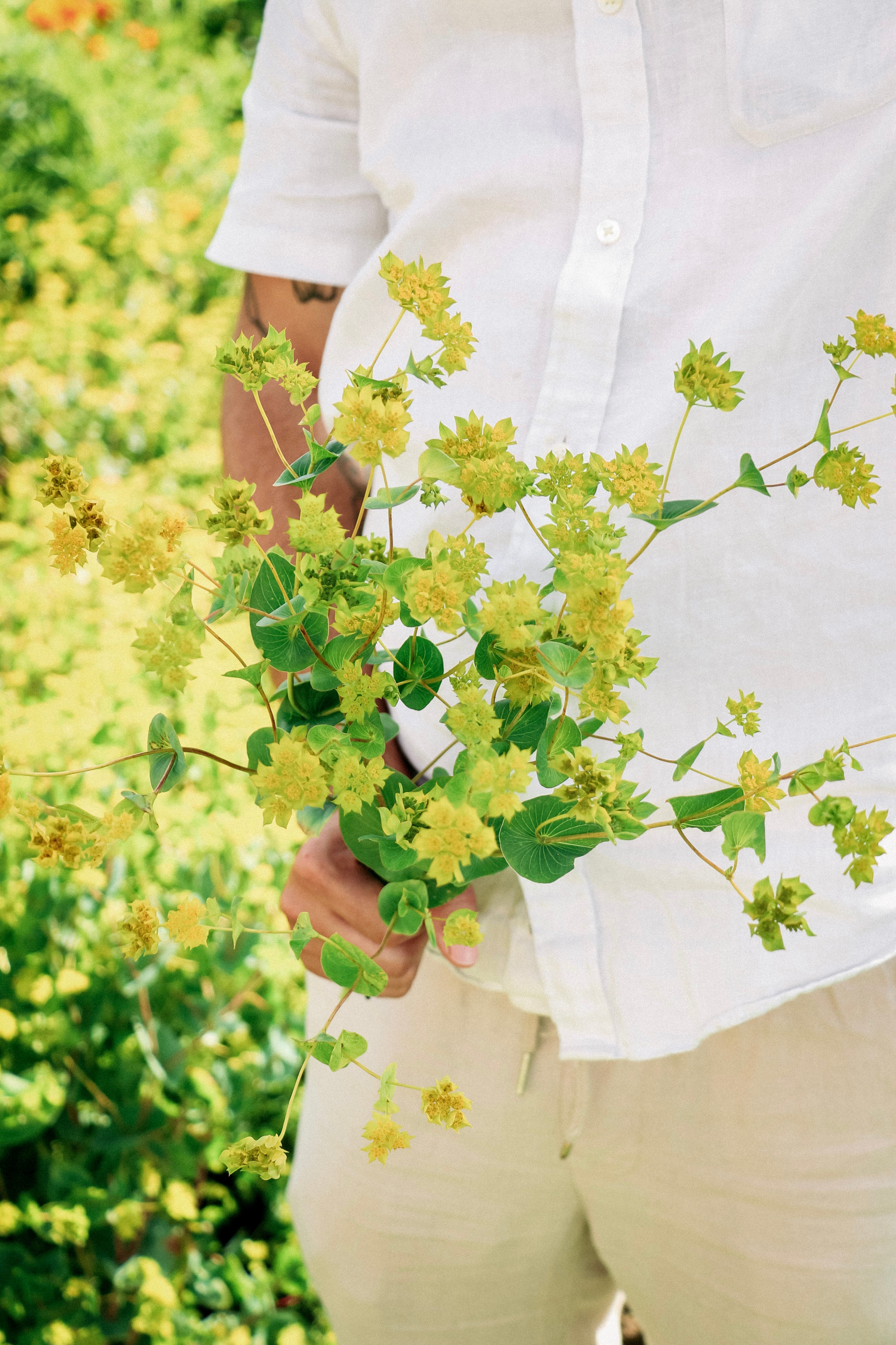 Bupleurum rotundifolium &