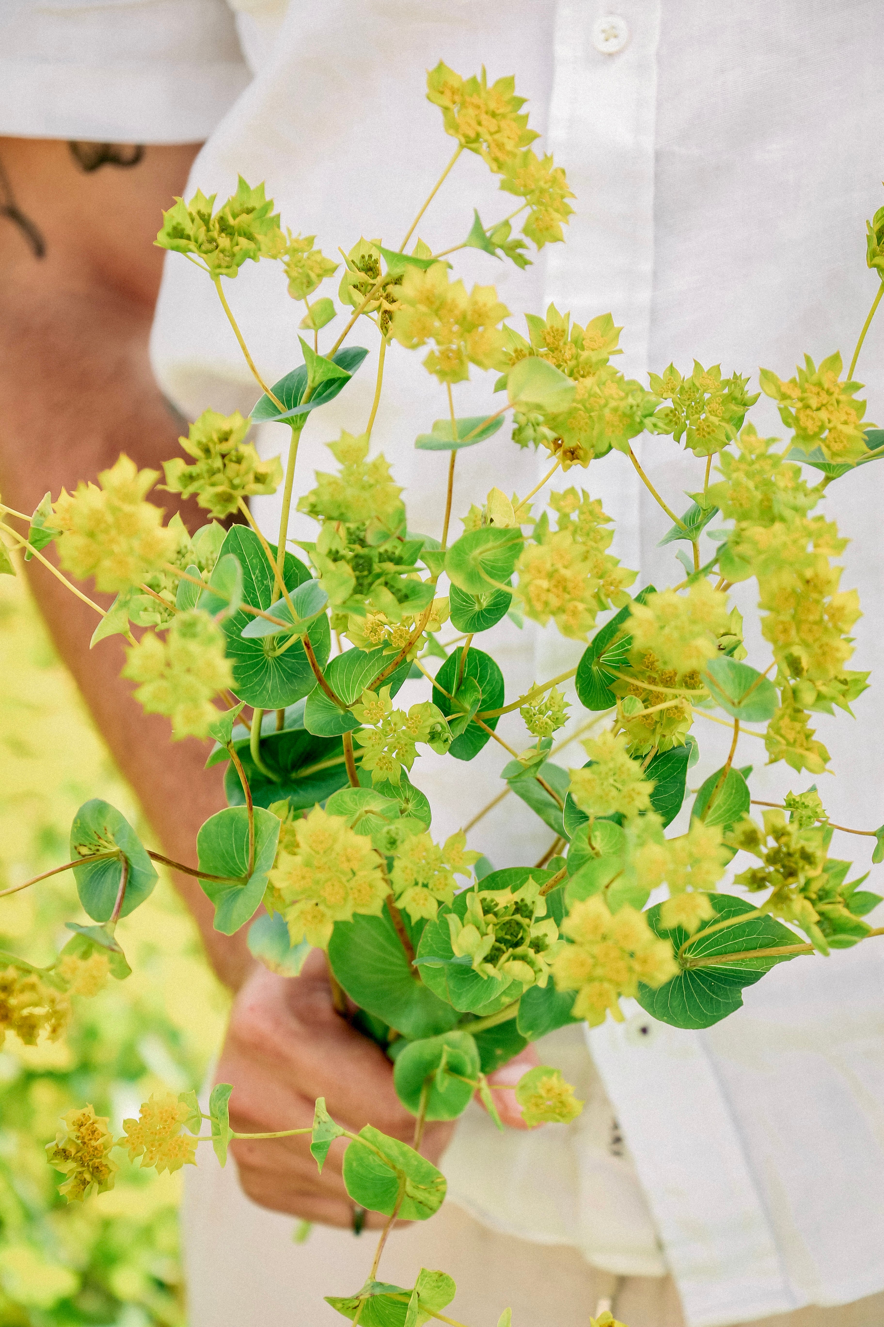 Bupleurum rotundifolium &
