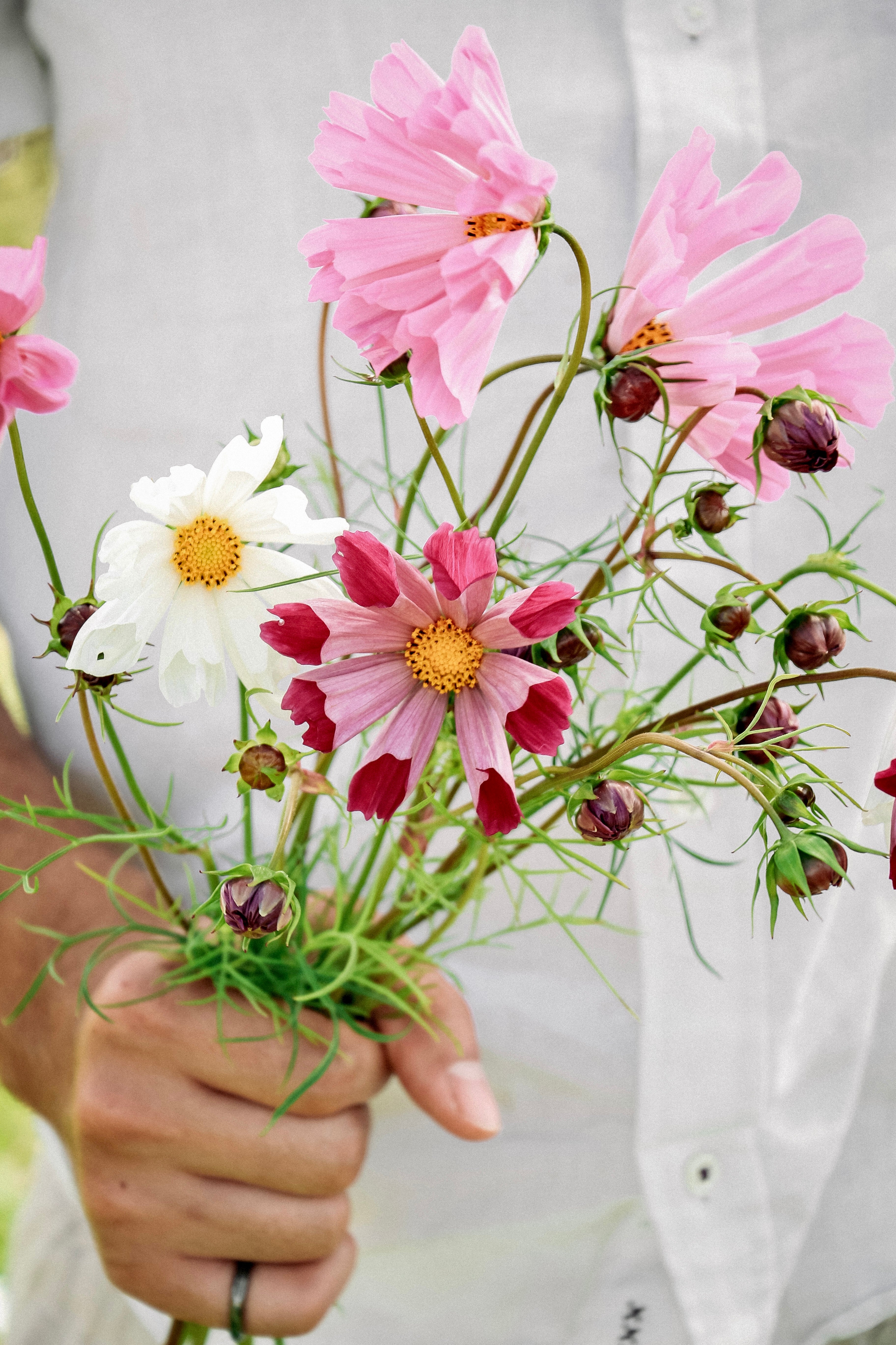 Cosmos bipinnatus &